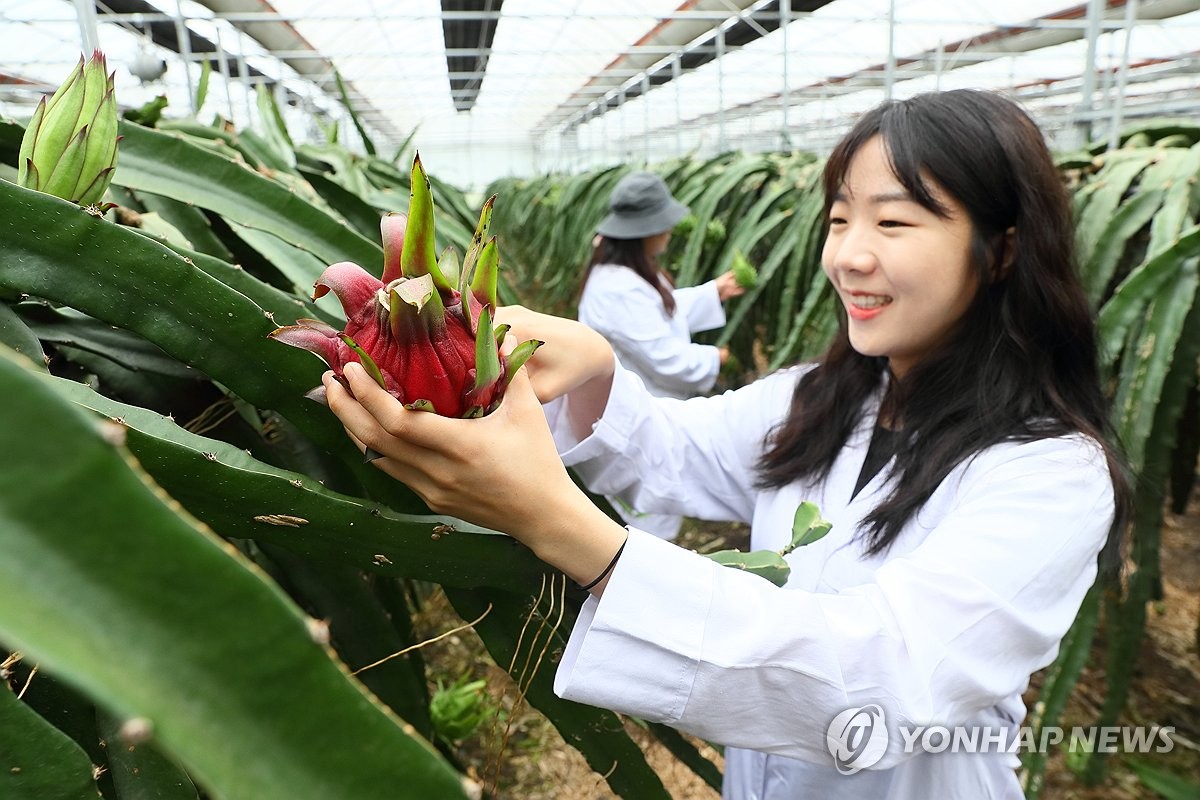 용과 서울 이미지