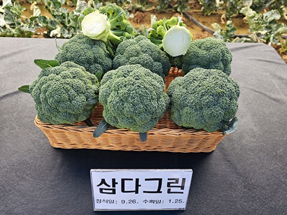 브로콜리 이미지