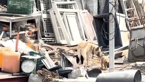 경기도 하남시 천현동의 재개발 지역에 있는 고물상 인근에 강아지 일가족이 모여 살고 있다. 독자 제공