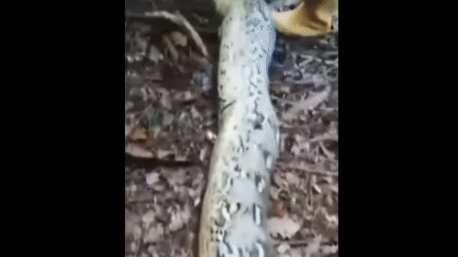 인도네시아에서 한 30대 여성이 10m 길이 비단뱀의 뱃속에서 숨진 채 발견됐다. 엑스 갈무리