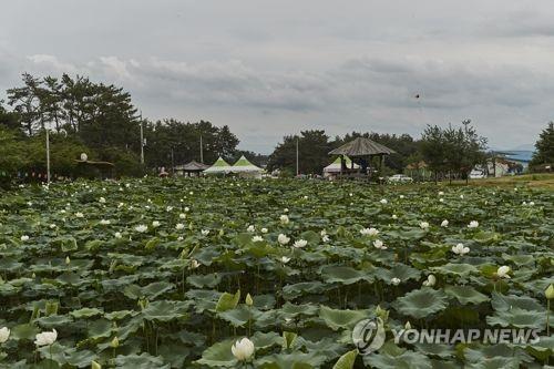 백련 이미지