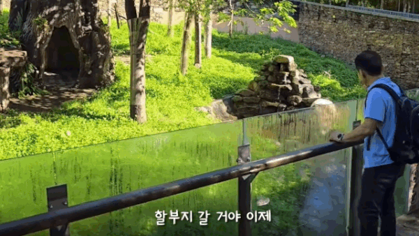 푸바오와 작별을 나누는 강철원 사육사(유튜브 뿌빠TV 갈무리)