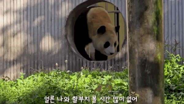 강철원 사육사 목소리에 내실에서 나온 푸바오(뿌빠TV 갈무리)
