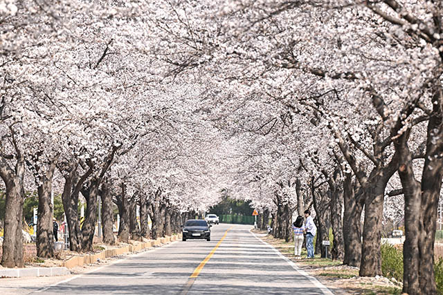 벚꽃길 이미지