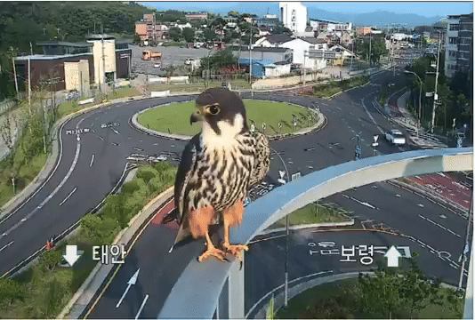 [서울=뉴시스] 국토교통부가 제공하는 교통정보 방범 카메라에 멸종위기종인 새호리기가 등장해 누리꾼들의 이목이 쏠리고 있다(사진= 엑스 갈무리) *재판매 및 DB 금지
