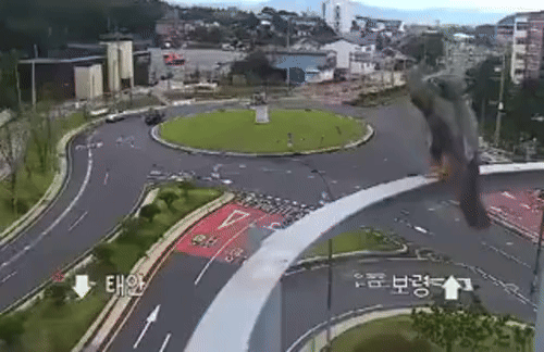 [서울=뉴시스] 해당 소식이 알려지자, 소셜미디어에는 새호리기를 목격했다는 게시물이 쏟아지고 있다. 사진을 보면 새호리기가 사냥에 성공해 먹이를 먹는 모습이나 깃털을 고르는 모습 등이 담겼다(사진= 엑스 갈무리) *재판매 및 DB 금지