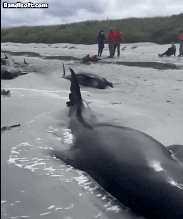 지난 11일(현지시간) 영국 스코틀랜드 오크니제도의 해안가에서 참거두고래 77마리가 누워있는 모습. [X(엑스·옛 트위터) 영상 캡처]