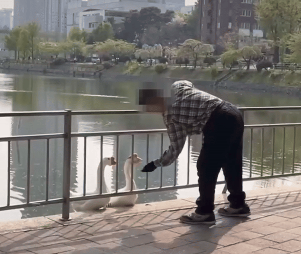 지난 4월 11일 서울 광진구 건국대 일감호에서 한 남성이 거위를 학대하고 있다. 영상=동물자유연대 인스타그램