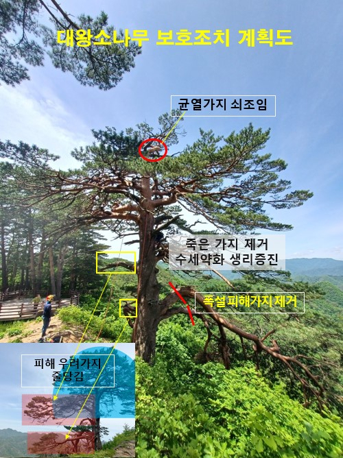 소나무 이미지