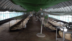 불법 시설물을 철거한 뒤, 동물단체들의 입양센터에서 회복한 번식견들의 근황.