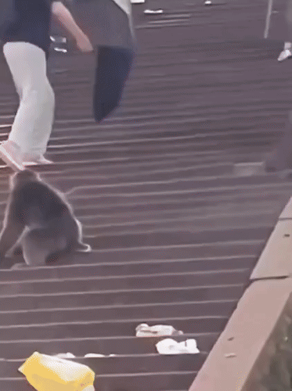 중국의 한 관광지에서 먹이를 노리는 원숭이에게 공격을 당한 어린아이가 계단 아래로 추락하는 모습. 다행히 아이는 큰 부상을 입지 않은 것으로 알려졌다