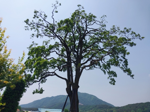 오리나무 이미지