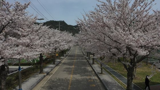 벚꽃길 이미지