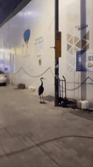 부산 시내 한복판에 나타난 두루미/영상=온라인 커뮤니티 갈무리