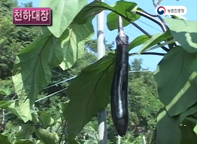 가지가지 이미지
