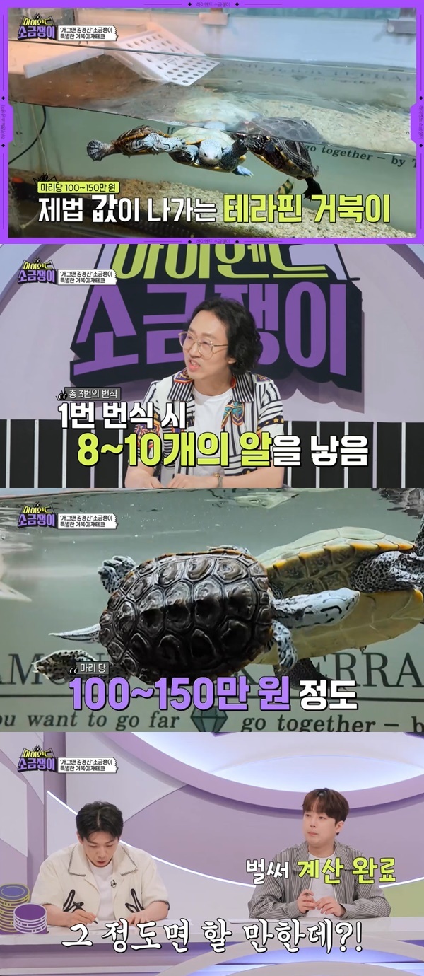 소금쟁이 이미지