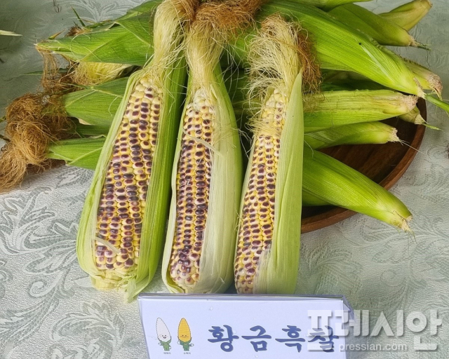 황금이네 이미지
