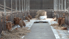 축사에서 지내는 동경이 견종, 꽃순이 모습. 전병준 기자