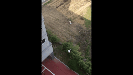 마을 공터에 방치된 꽃순이를 제보자가 발견할 당시 모습. 제보자 제공