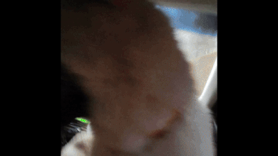 제보자는 구조한 꽃순이를 사촌이 운영하는 축사로 데려왔다. 우려했던 것과 달리 꽃순이는 축사의 소들과 잘 지냈다. 제보자 제공