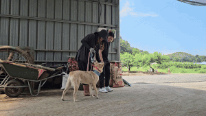 구조자가 꽃순이와 함께 산책 교육을 받고 있다. 인솔자가 반려견에게 끌려 다니지 않고, 원하는 속도와 방향을 제시하는 것이 핵심이다. 전병준 기자