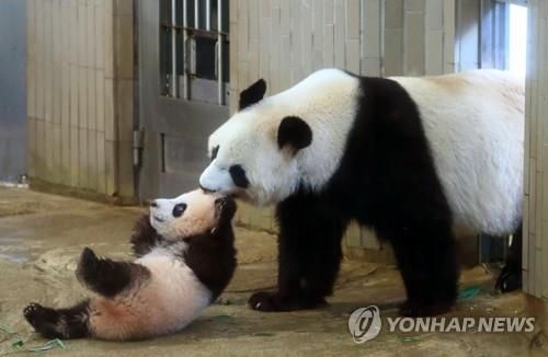 판다 이미지