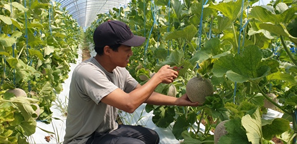 멜론 이미지