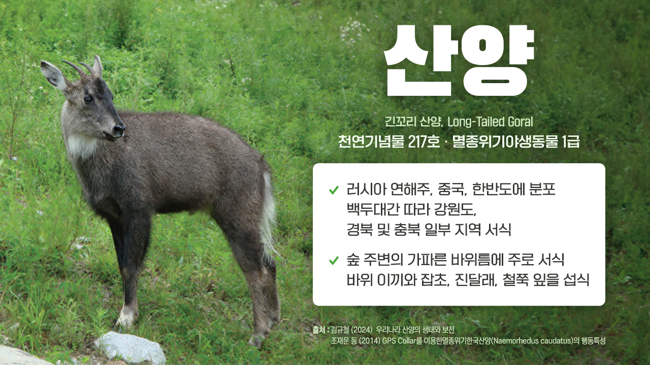 무엇이 멸종 위기종 산양 천 마리를 죽였나?