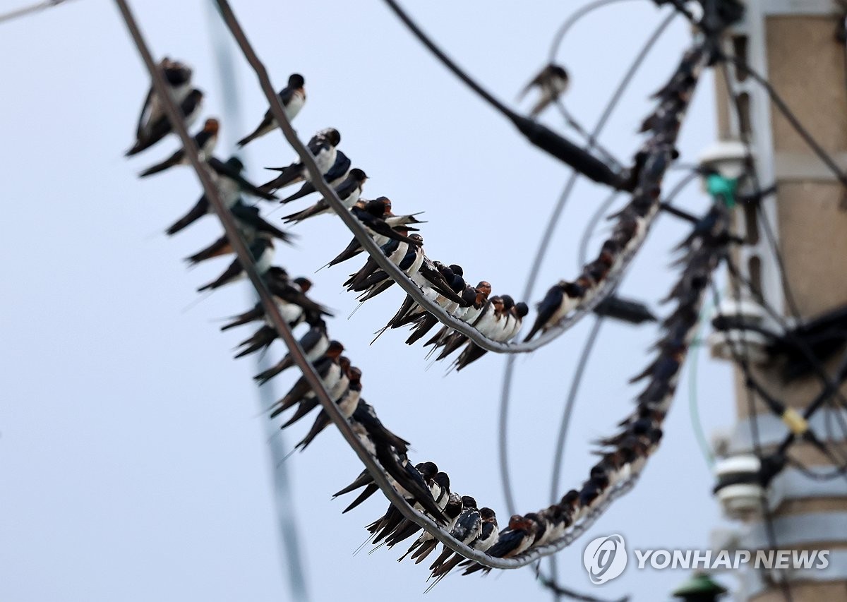 제비들 이미지