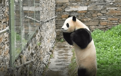 푸바오가 인사를 마친 뒤 먹이를 찾는 듯 바닥을 둘러보고 있다. /더우인