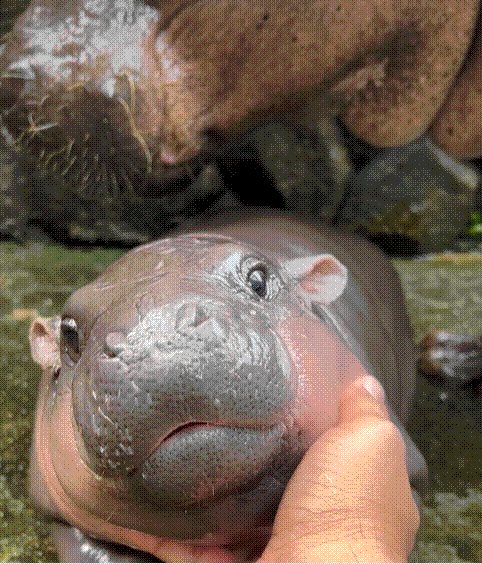 사육사가 무뎅을 어루만지고 있다. /페이스북