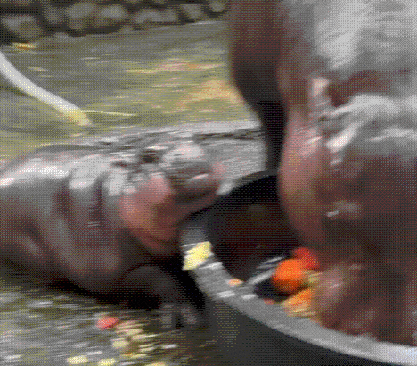 무뎅이 먹이 그릇에 턱을 걸친 채 휴식을 취하고 있다. /페이스북