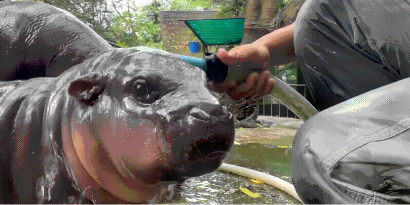 무뎅이 허공을 응시하며 사육사가 뿌려주는 물을 맞고 있다. /페이스북