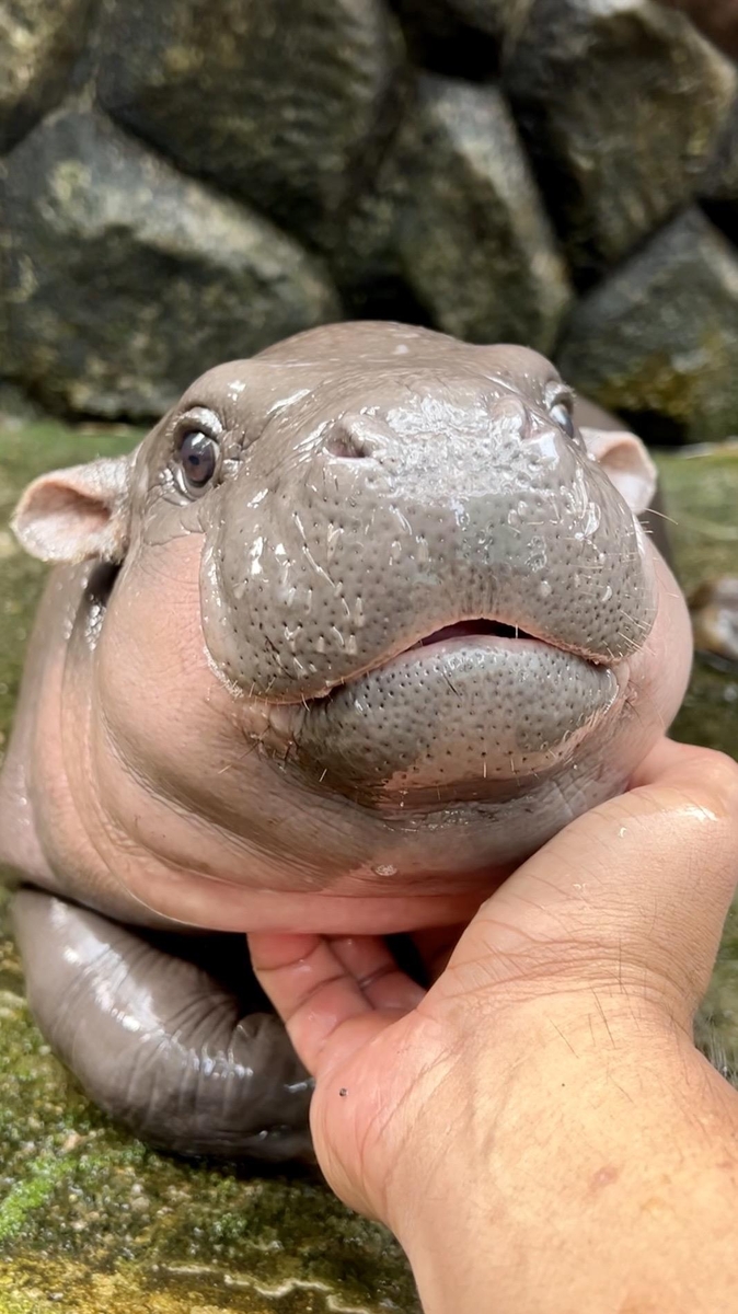 하마 이미지