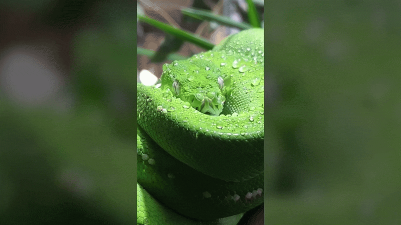 초록나무비단구렁이가 또아리를 틀고 있다. /페이스북 @Sydney Zoo