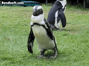 아프리카펭귄종인 펜의 모습. [일본 게키단 펜터스 동물원 엑스(X, 옛 트위터) 캡처]