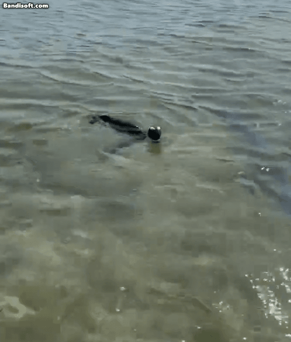 아프리카펭귄종인 펜이 바닷가에서 헤엄을 치는 모습. [일본 게키단 펜터스 동물원 엑스(X, 옛 트위터) 캡처]