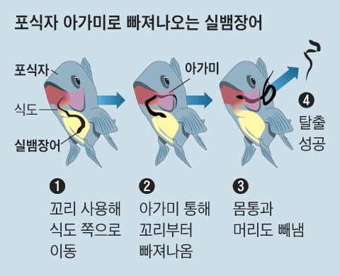 아가미 이미지