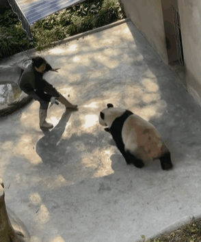 지난 19일 중국 충칭동물원에서 자이언트 판다 '딩딩'이 사육사를 공격하는 모습. [인스타그램 'pubao_bibi' 영상 캡처]