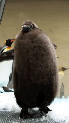 오스트레일리아 시라이프 멜버른 수족관의 새끼 임금펭귄 ‘페스토’. 수족관 제공