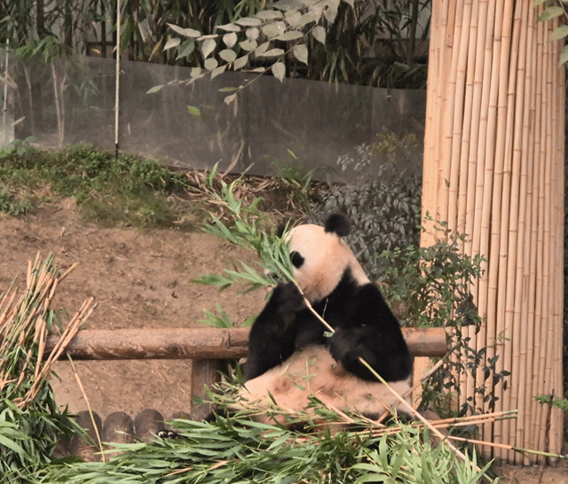 지난 24일 경기도 용인 에버랜드 판다월드에서 만난 아이바오의 모습. 용인=김현일 기자