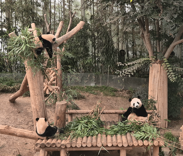 경기도 용인 에버랜드 판다월드에서 시간을 보내고 있는 후이바오(위), 루이바오(왼쪽 아래), 아이바오(오른쪽 아래)의 모습. 용인=김현일 기자