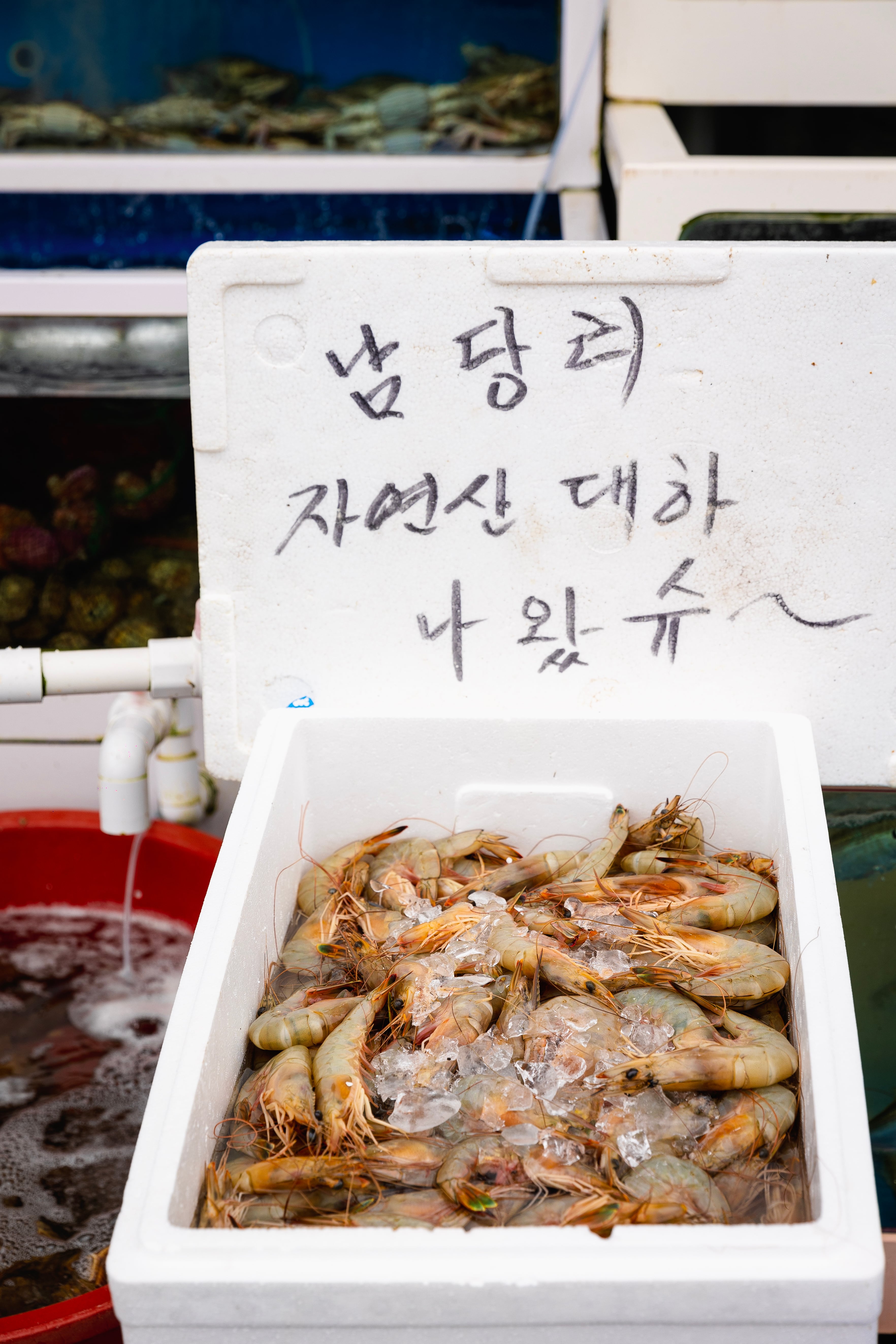 대하 이미지
