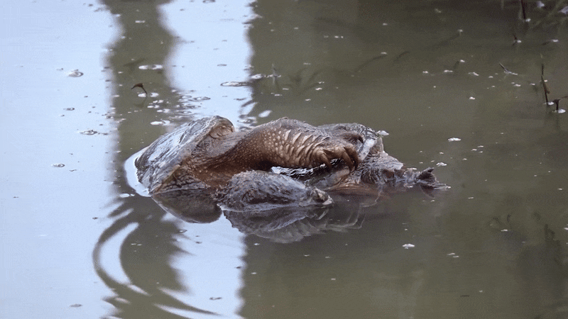 늑대거북이 수중에서 짝짓기를 하고 있다. /페이스북 @U.S. Fish and Wildlife Service