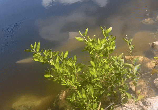 지난달 29일(현지 시각) 허리케인 '헐린'이 지나간 미국 플로리다주의 한 호수공원에서 황소상어 어린 개체가 발견됐다. 사진=인스타그램(@primeepoxyworks) 캡처