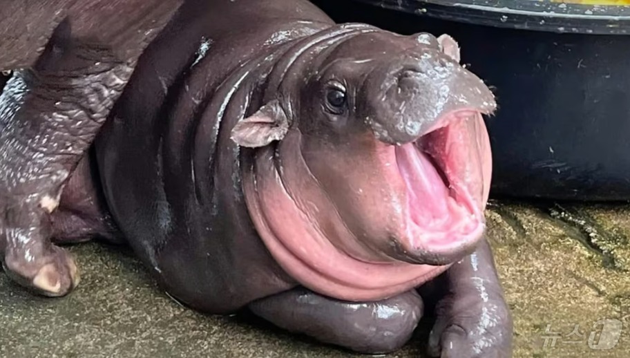하마 이미지