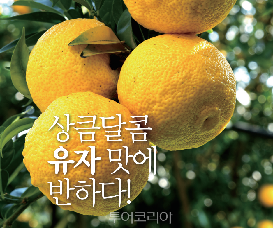 유자 이미지