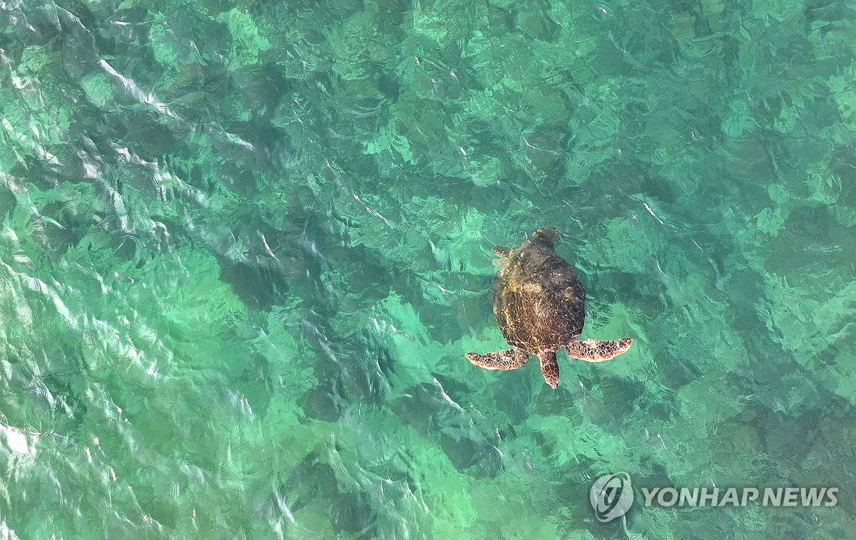 거북 이미지