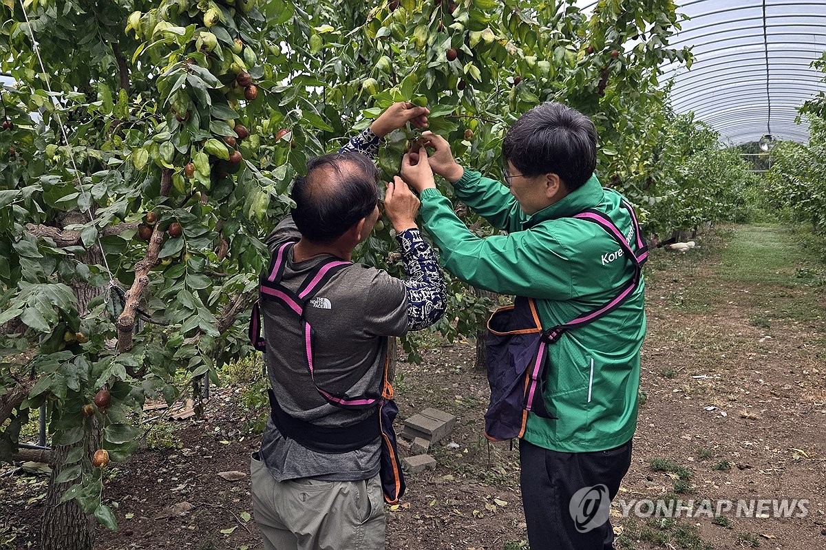 보은삼가대추농원 이미지