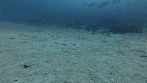 떼 지어 유영하는 청황문절과 국내 미기록어종 (서귀포=연합뉴스) 백나용 기자 = 지난 19일 제주 서귀포시 섶섬 앞바다에서 청황문절과 국내 미기록 어종이 떼 지어 있다. 이 물고기는 다른 나라에서는 서식이 확인됐지만, 국내에서는 발견된 지 얼마 되지 않아 아직 공식 이름을 갖지 못한 아열대 어종이다. 2024.10.20 dragon.me@yna.co.kr